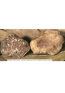 Tuber Albidum Pico (OS)